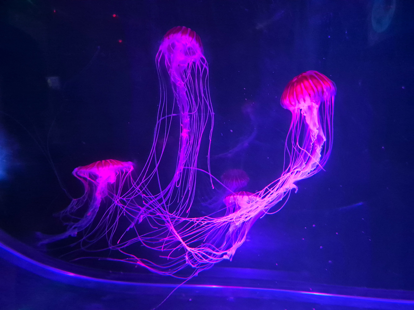Samsung Galaxy Z Flip 7 FE camera samples jellyfish