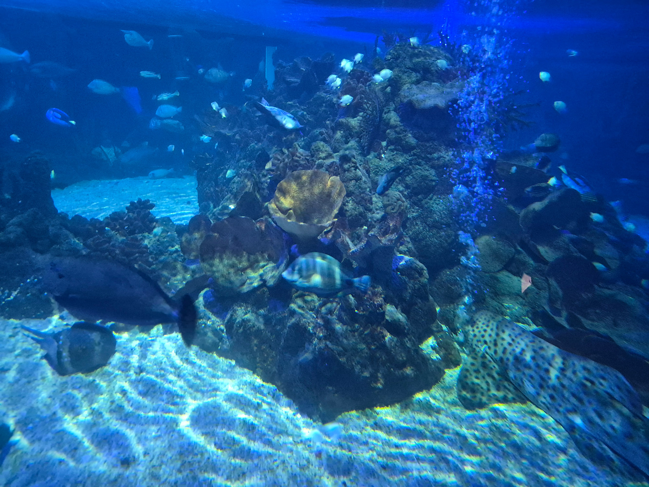 Samsung Galaxy Z Flip 7 FE camera samples reef