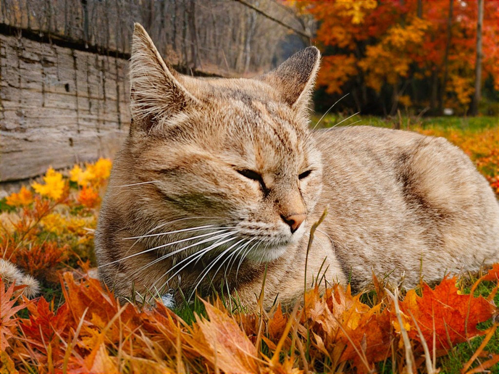 Vivo V60 camera samples AI portrait autumn