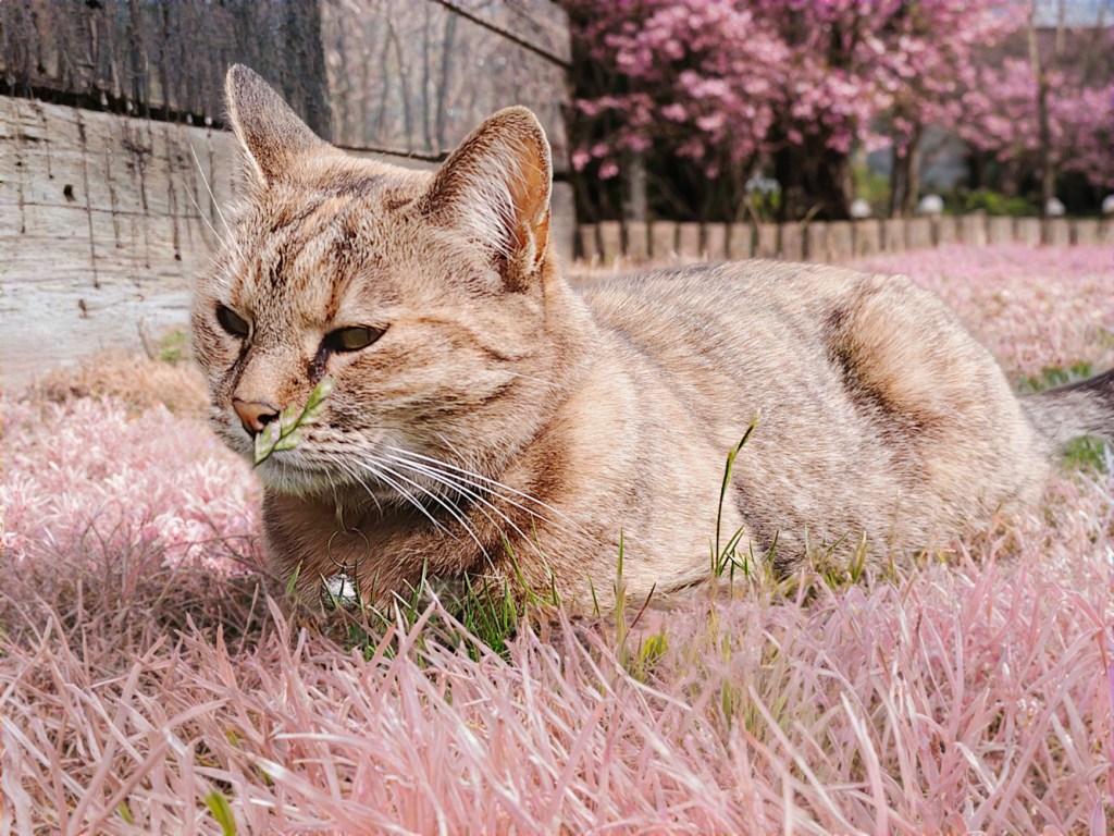 Vivo V60 camera samples AI portrait spring