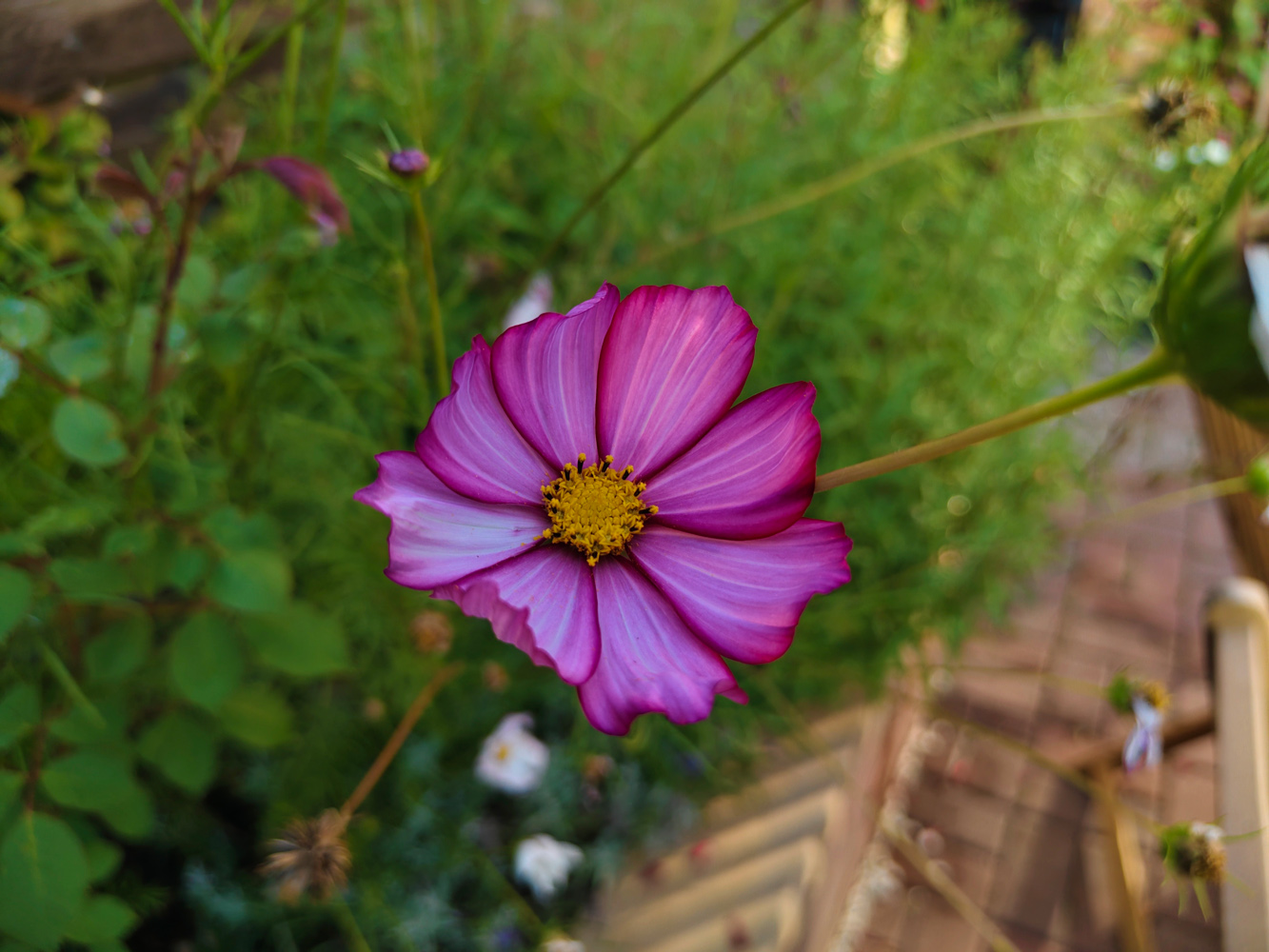 Vivo V60 camera samples close up flower 1x