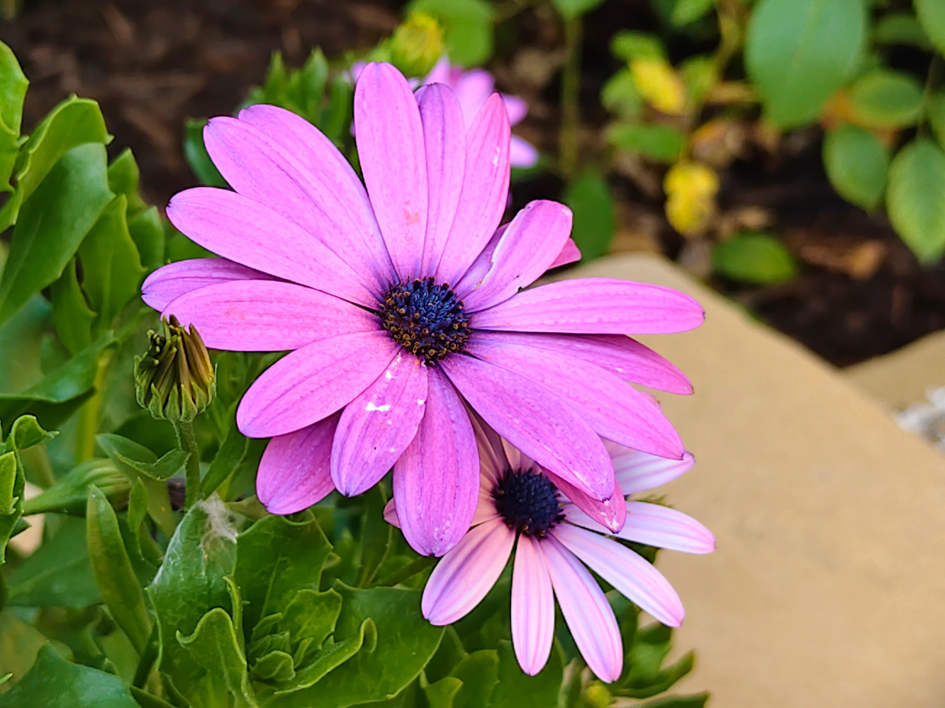 Vivo V60 camera samples close up flower 3x