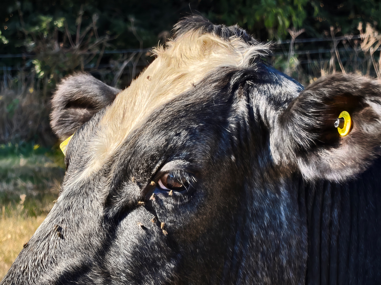 Vivo V60 camera samples cows 10x