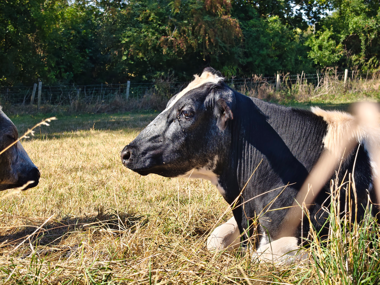 Vivo V60 camera samples cows 3x