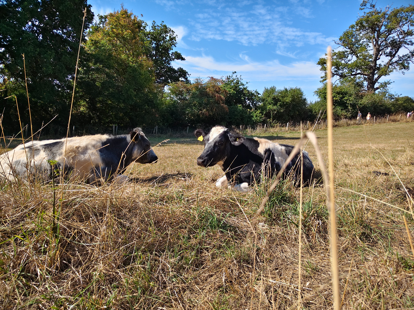 Vivo V60 camera samples cows