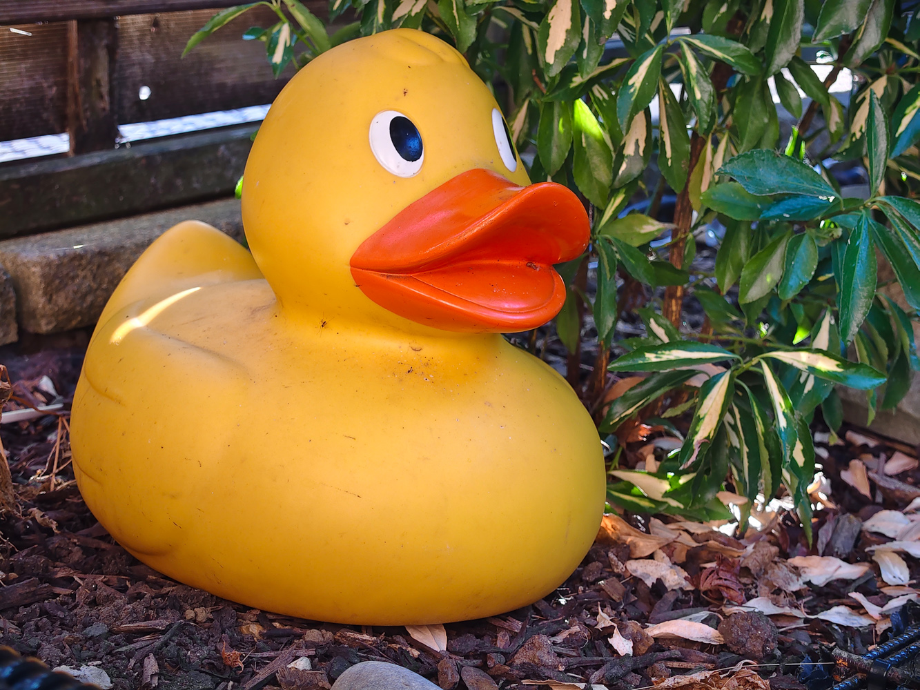 Vivo V60 camera samples duck