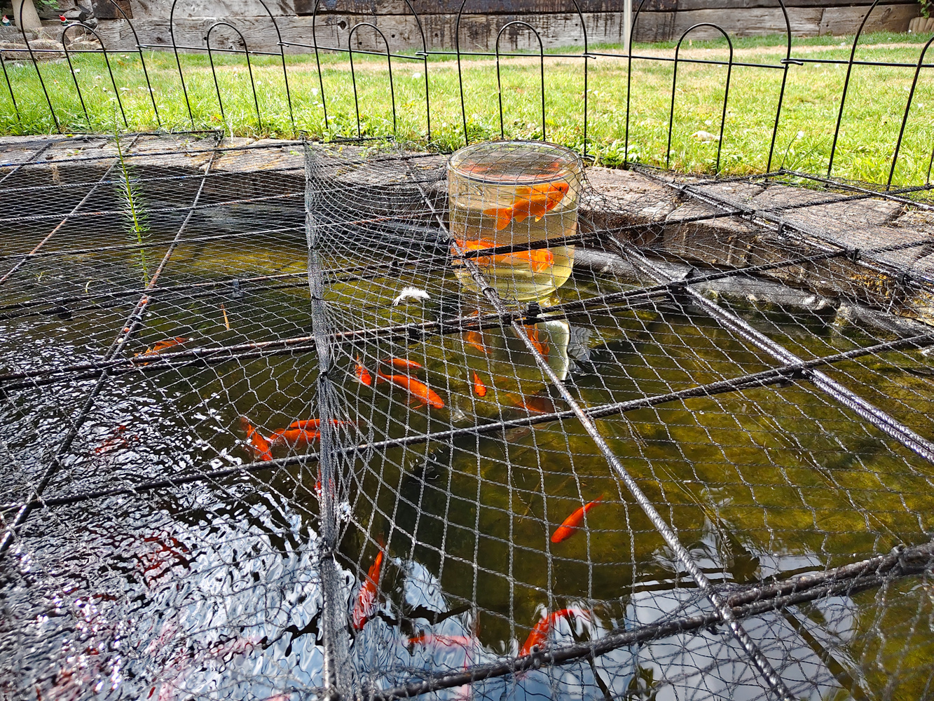 Vivo V60 camera samples pond 1x