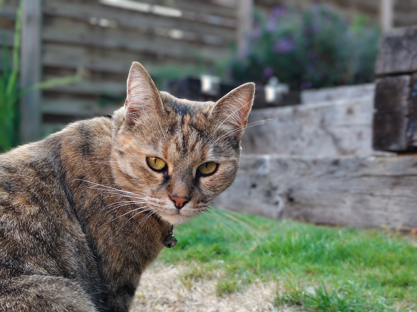 Vivo V60 camera samples portrait cat