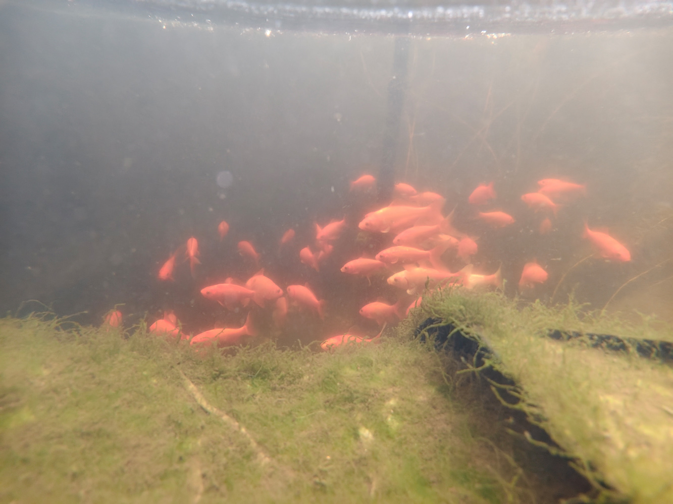 Vivo V60 camera samples underwater photo