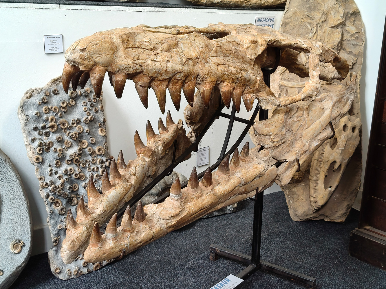 OnePlus Nord CE5 camera samples skull