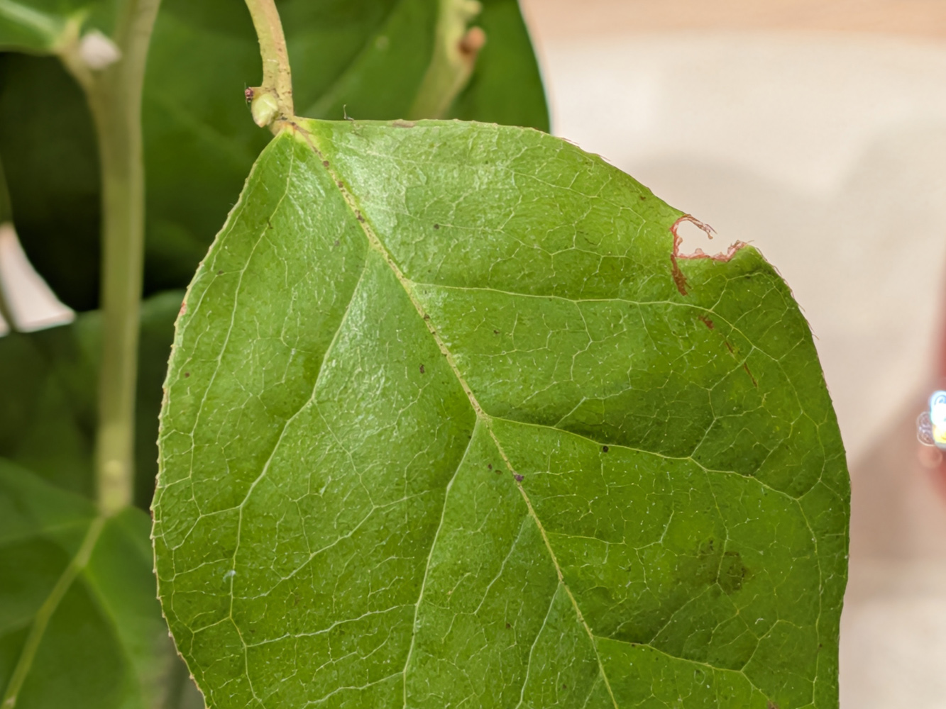 Google Pixel 10 Pro Fold camera samples macro leaf