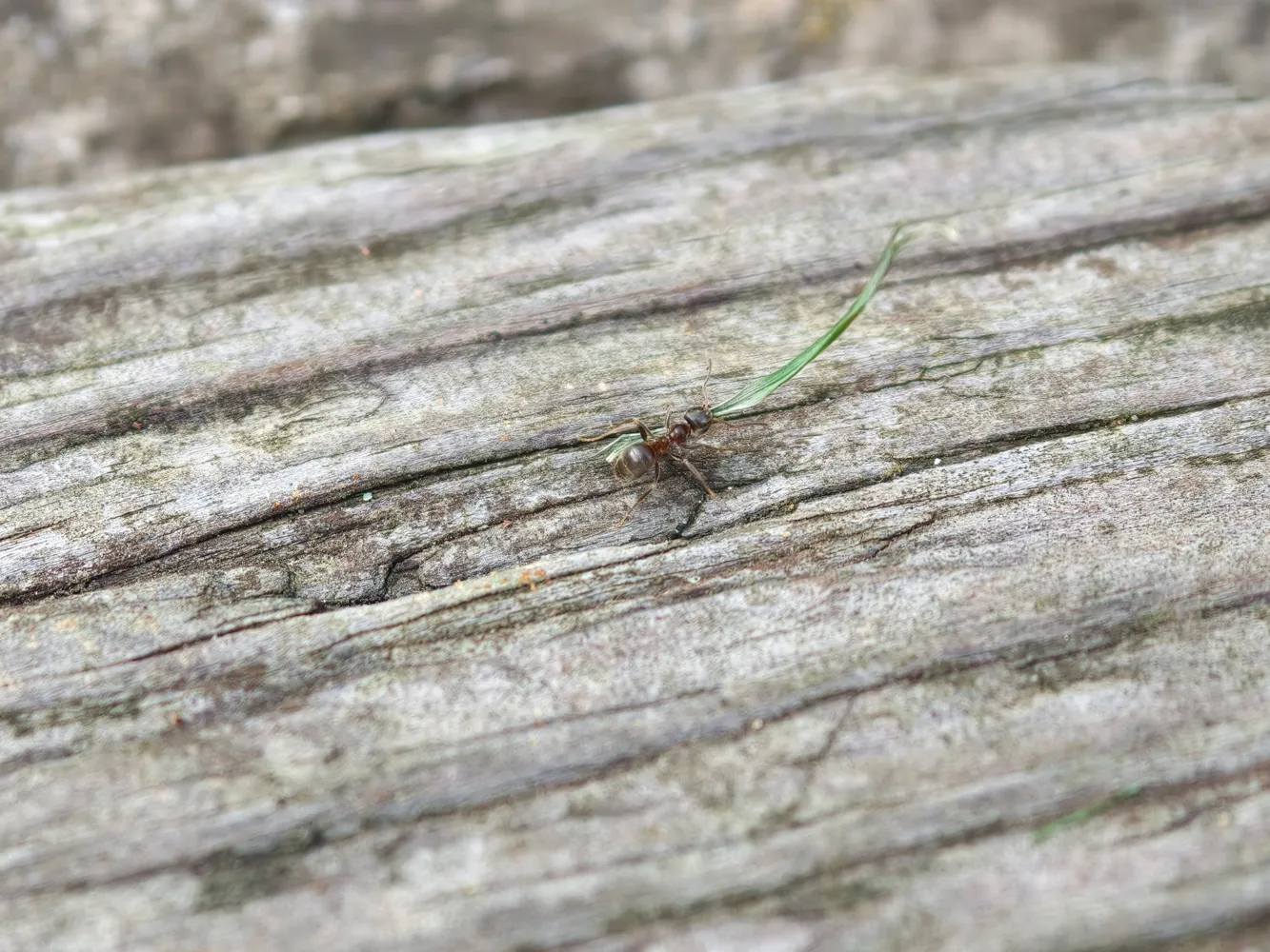 Oppo Find X9 Pro camera samples - ant