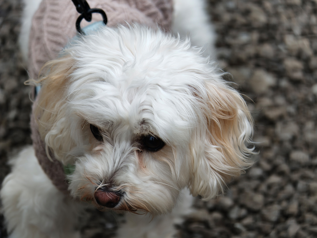 Oppo Find X9 Pro camera samples - dog