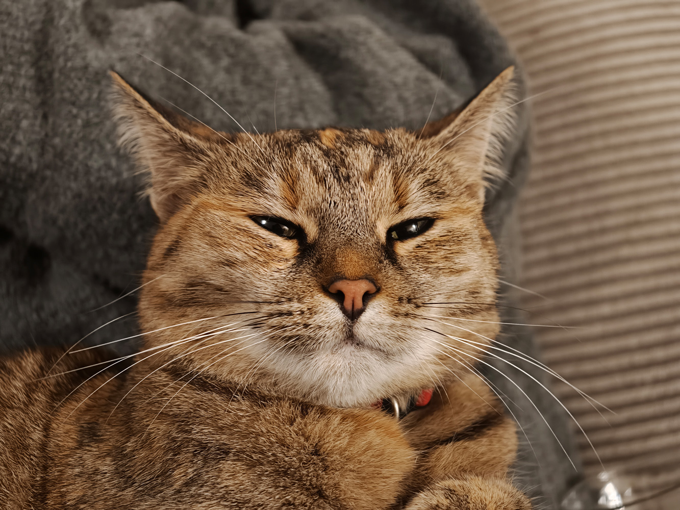 Oppo Find X9 Pro camera samples - low light cat