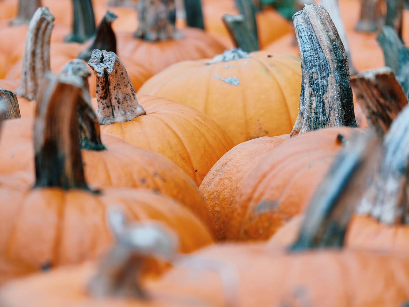 Oppo Find X9 Pro camera samples - pumpkins film simulation