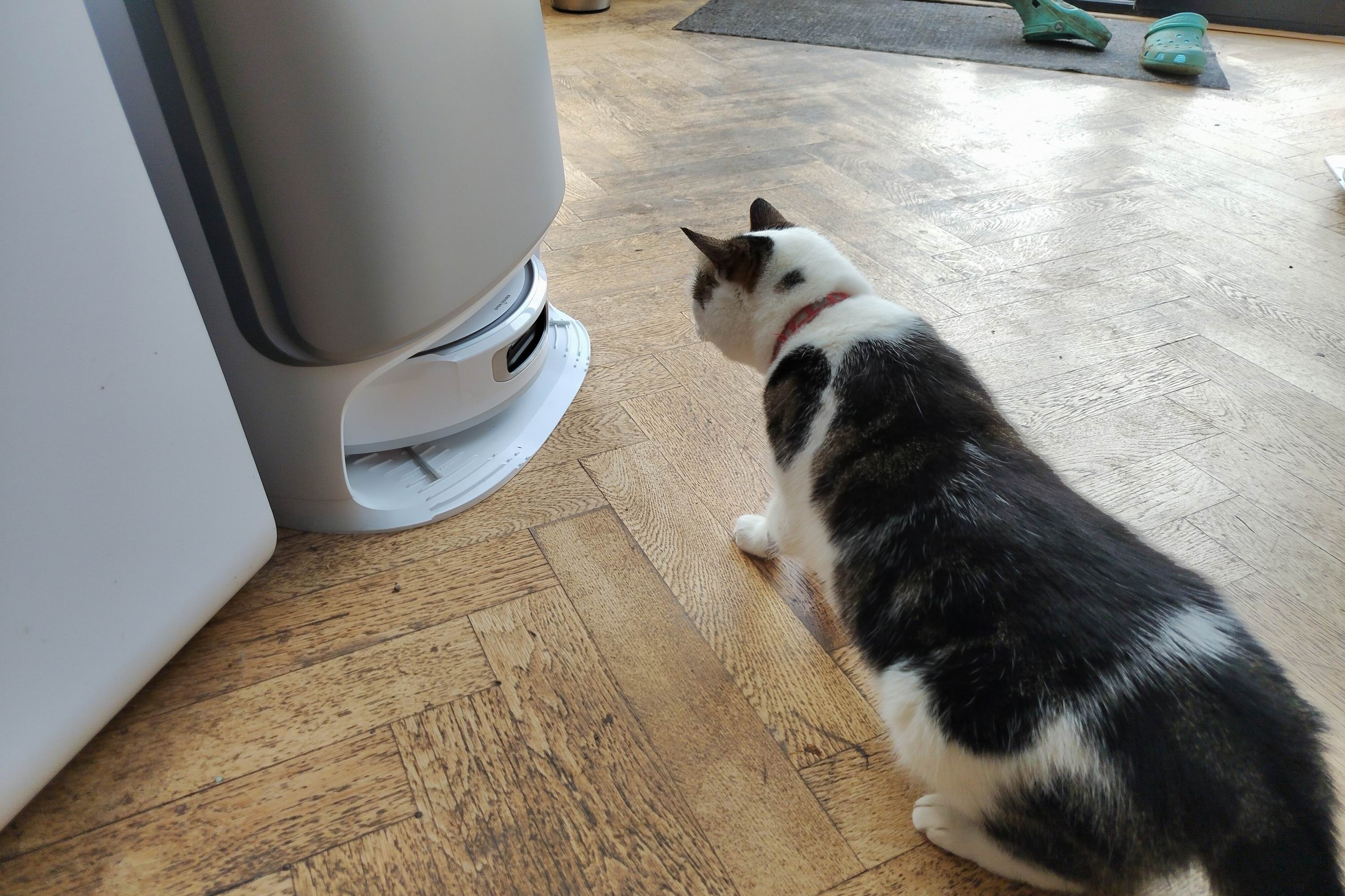 A robot vacuum cleaner and a cat
