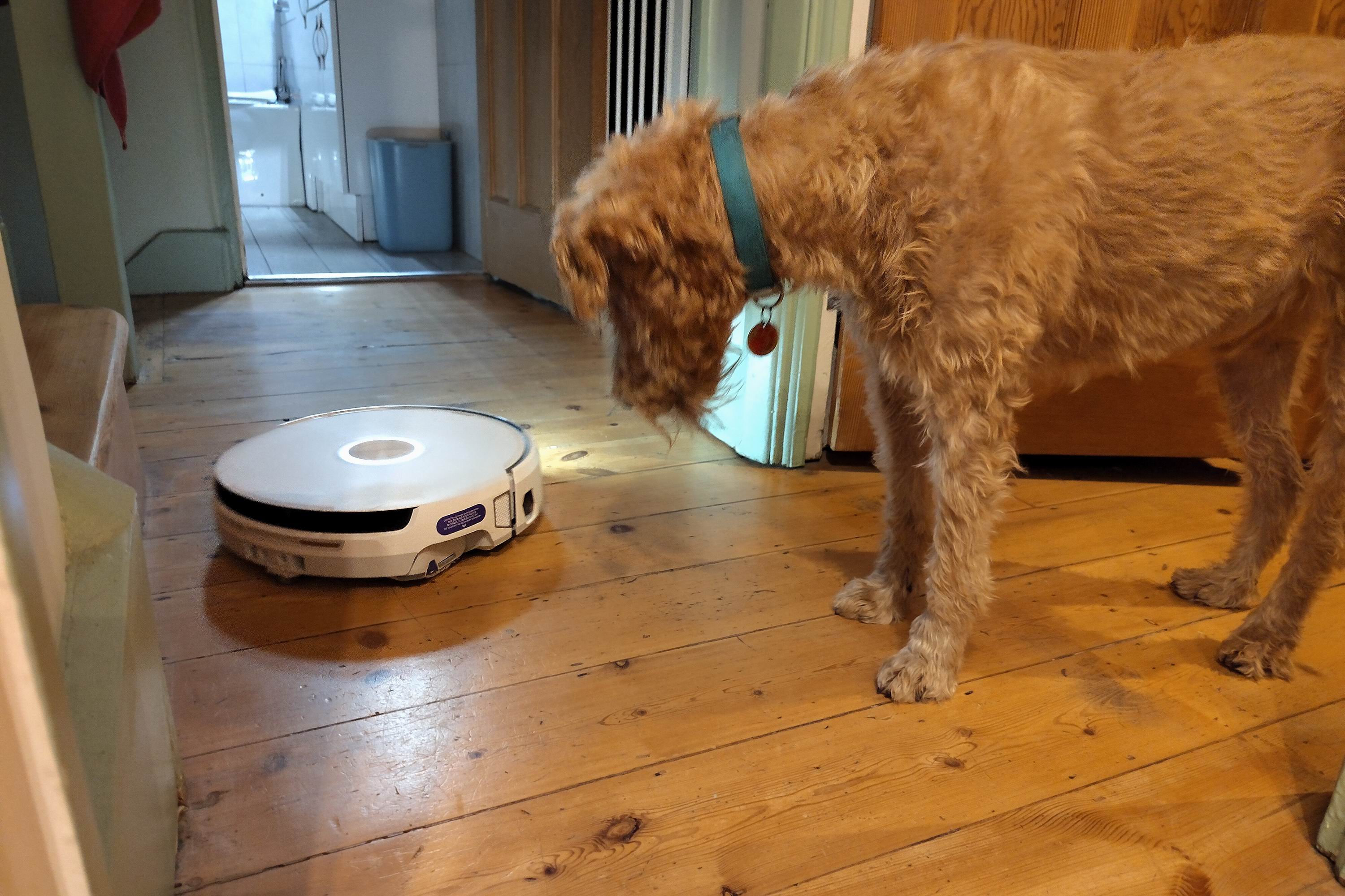A dog looks at a robot vacuum cleaner