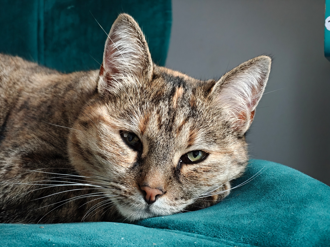 OnePlus 15 camera samples closeup cat
