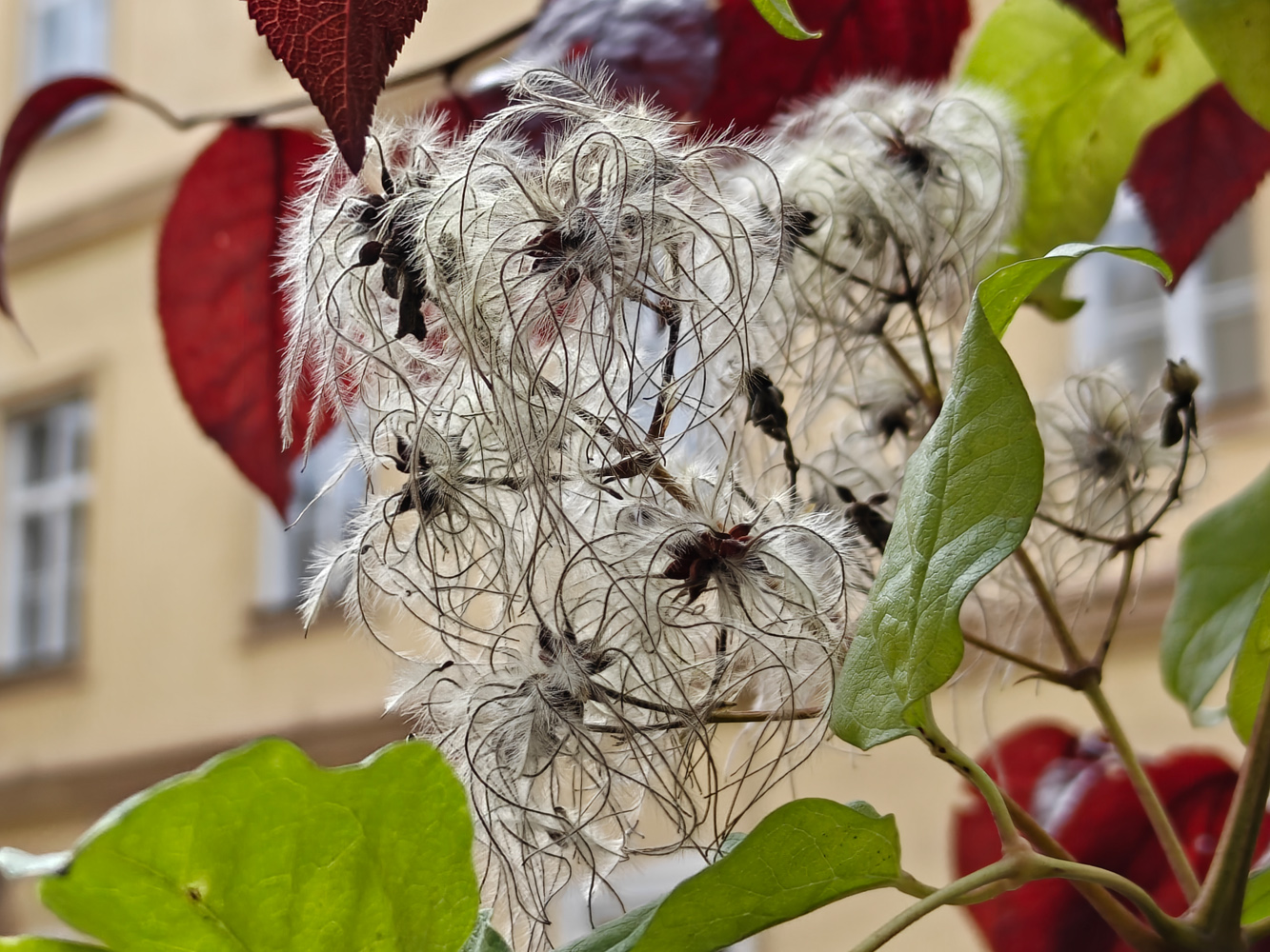 OnePlus 15 camera samples closeup flowers