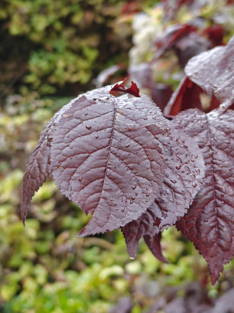 OnePlus 15 camera samples closeup leaf