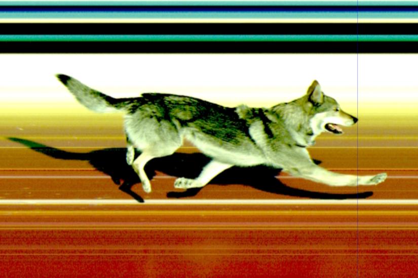 How Omega captured the moment a dog crossed the finish line at the Milano Cortina 2026 Winter Olympics