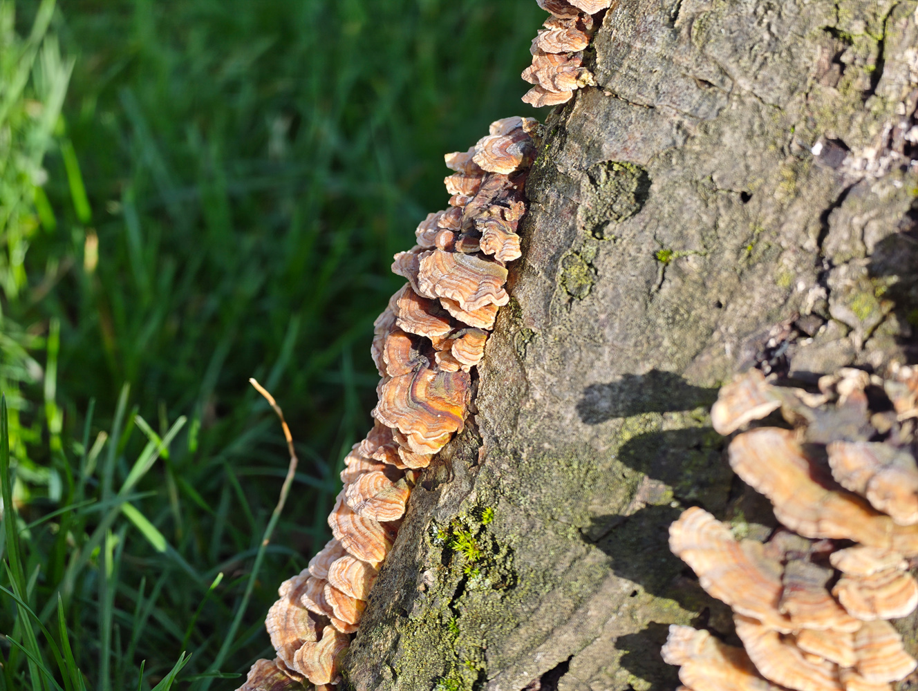 Xiaomi 17 Ultra camera samples close up funghi