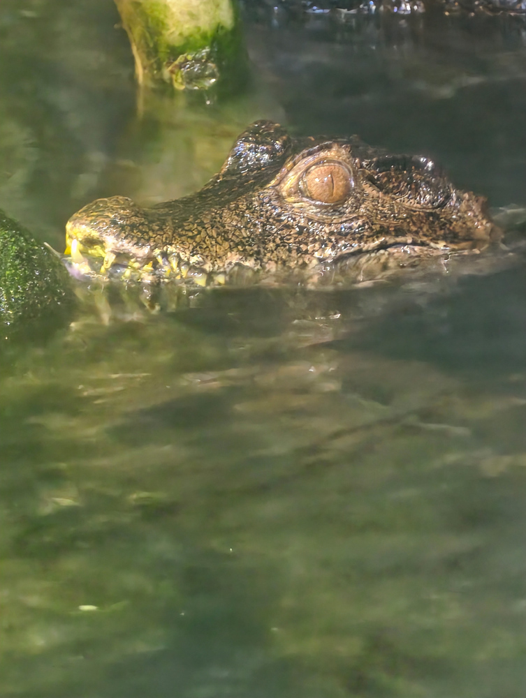 Xiaomi 17 Ultra camera samples low light alligator