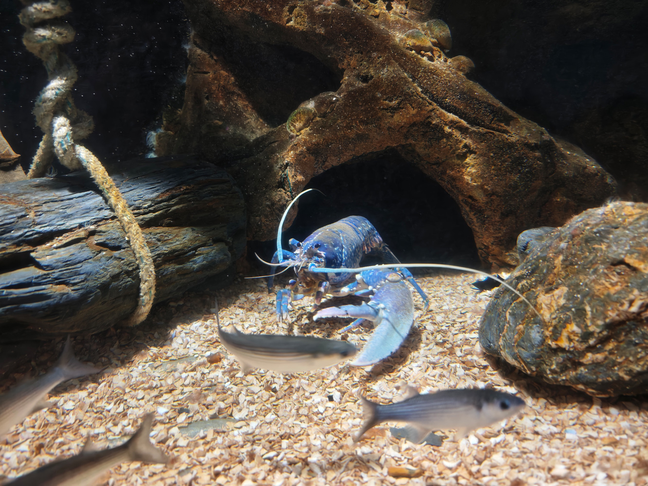 Xiaomi 17 Ultra camera samples low light lobster