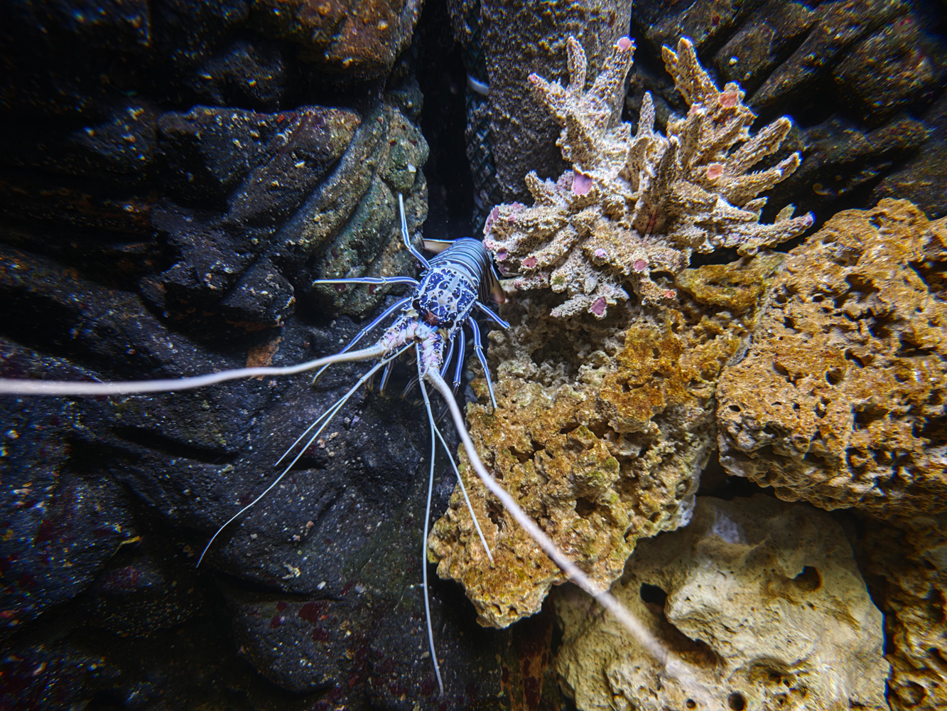 Xiaomi 17 Ultra camera samples low light spiny lobster