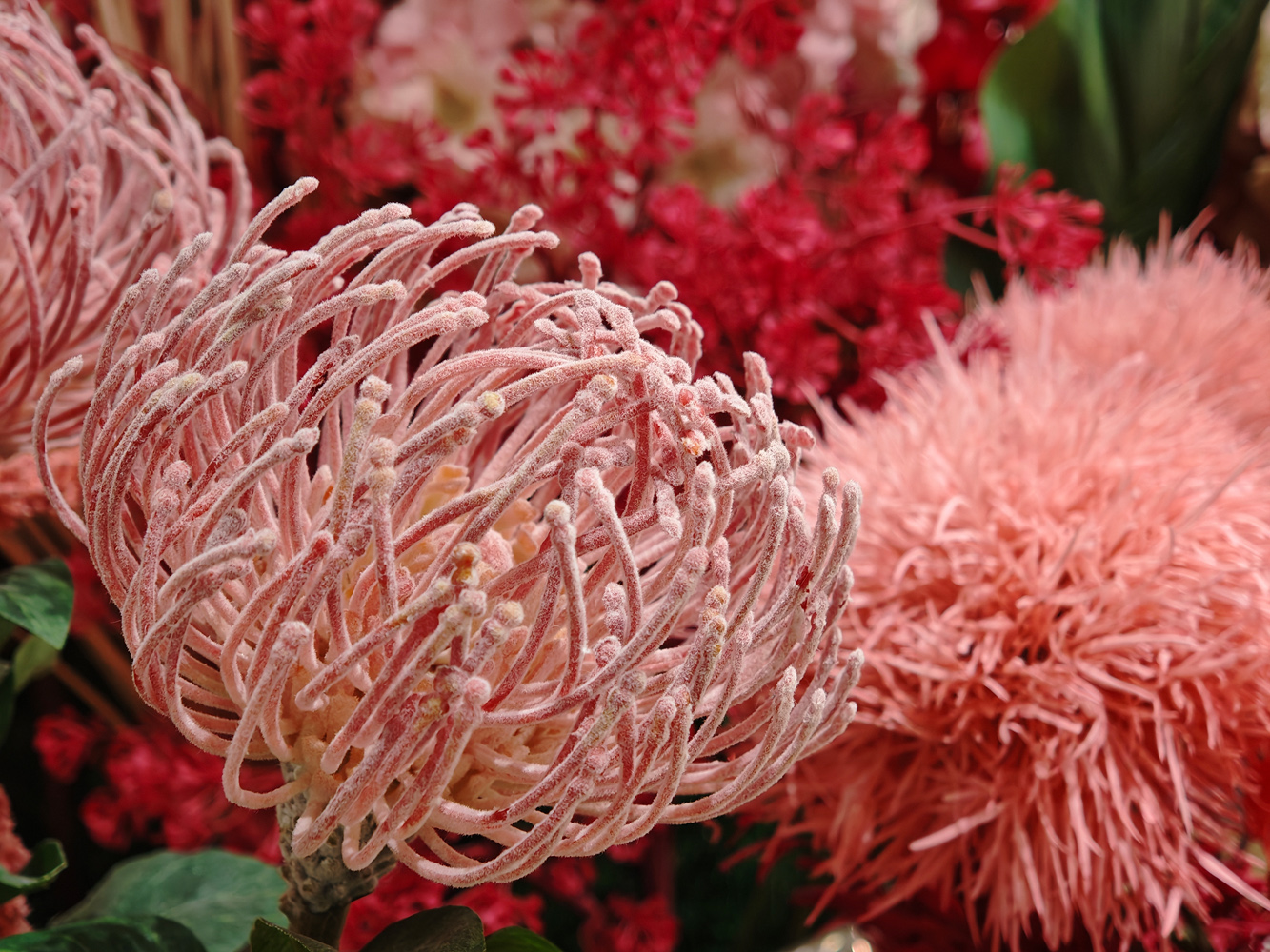 Xiaomi 17 camera samples macro flowers