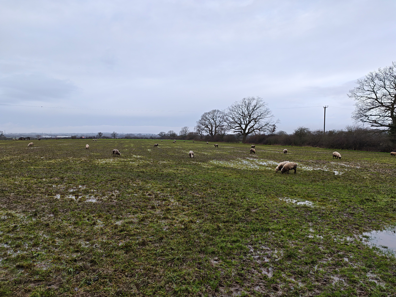 Xiaomi 17 camera samples sheep