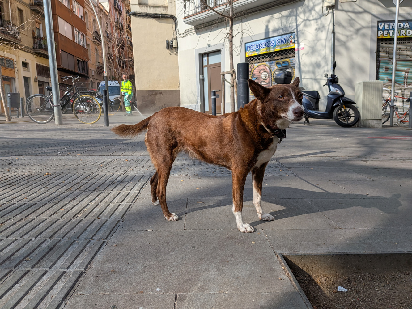 Google Pixel 10a camera samples dog