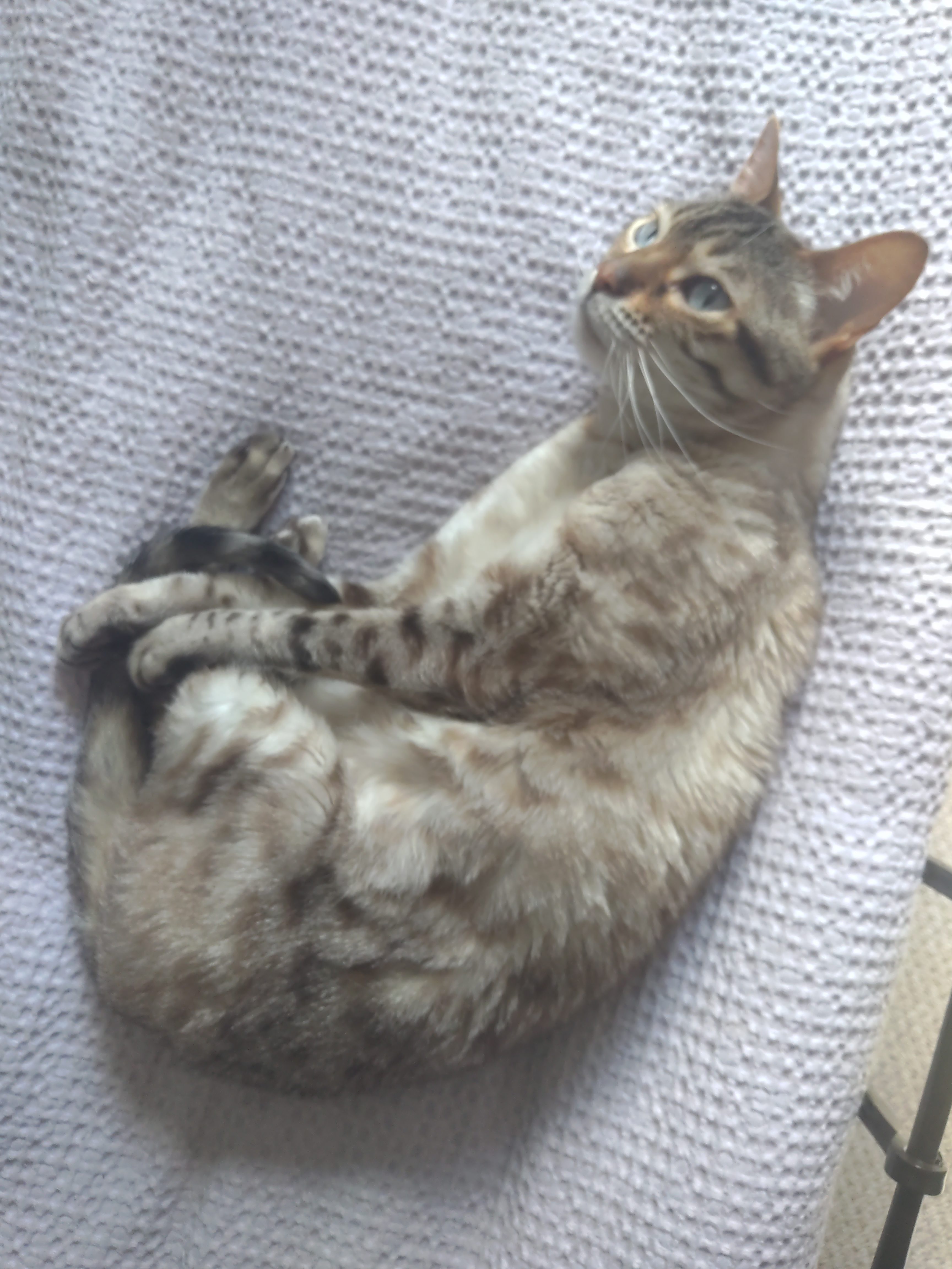 Onyx Boox Palma 2 Pro tablet sample photo
