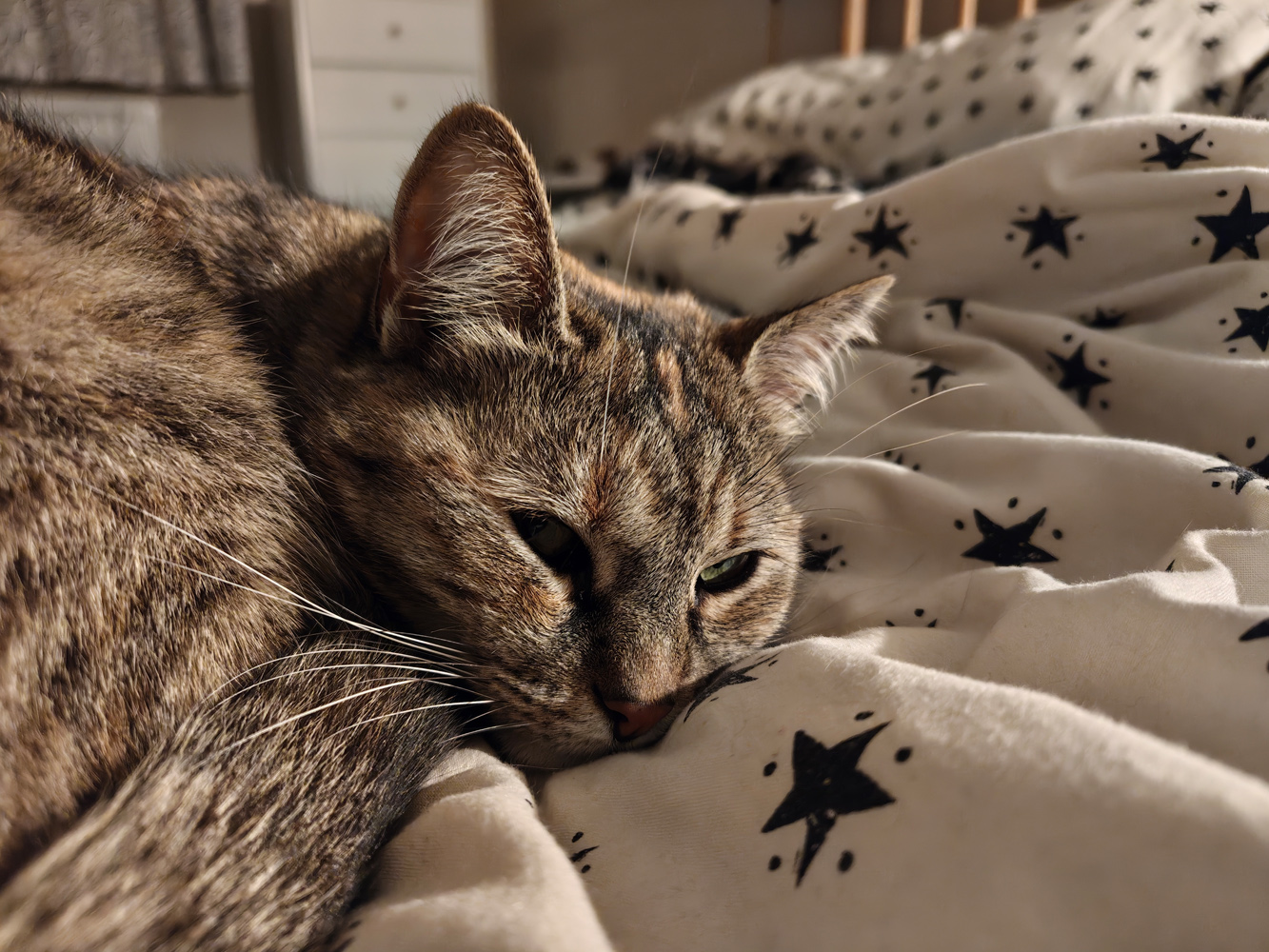Nothing Phone 4a Pro camera samples low light cat