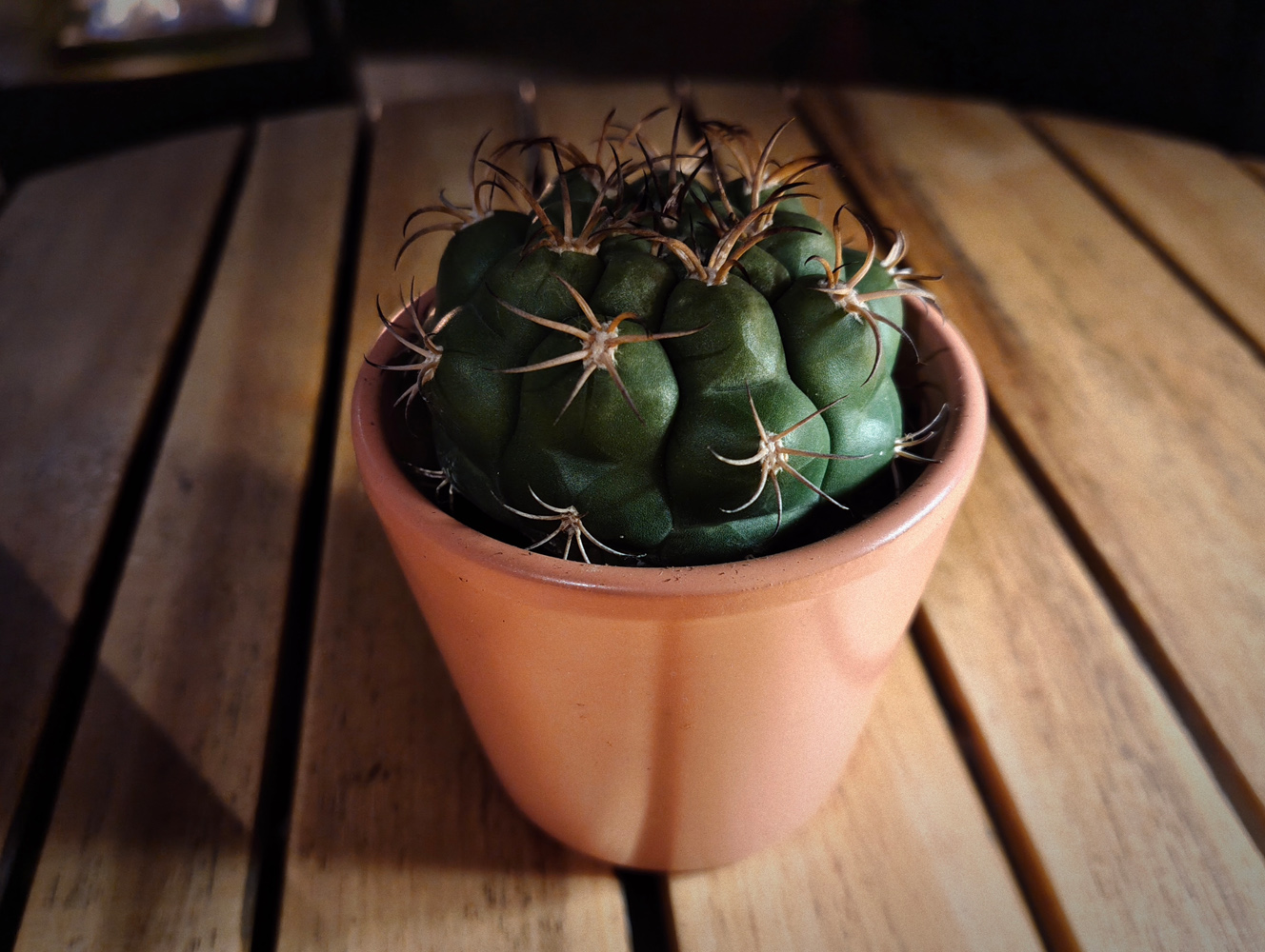Nothing Phone 4a camera samples low light cactus