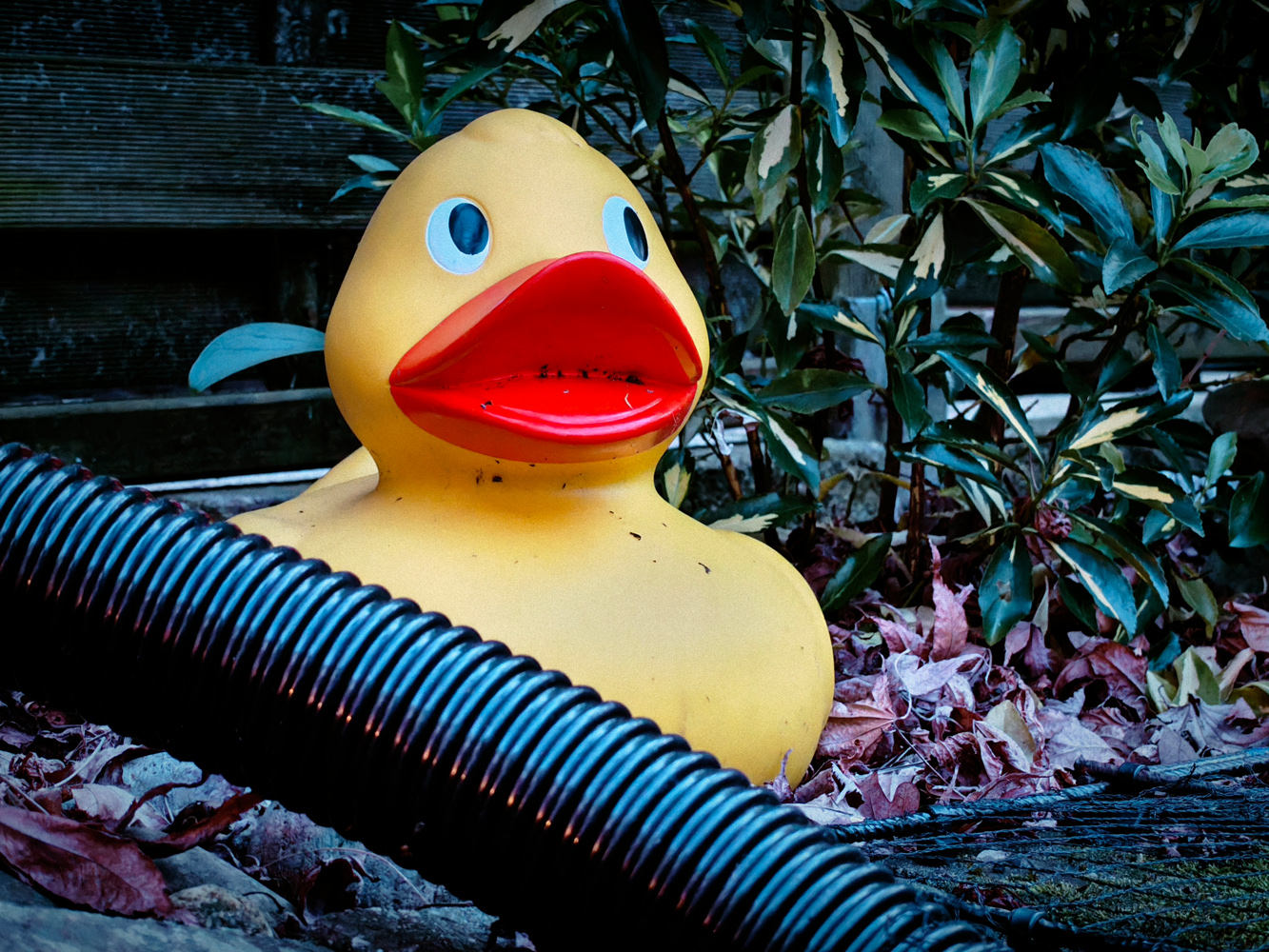 Nothing phone 4a Pro camera samples rubber duck