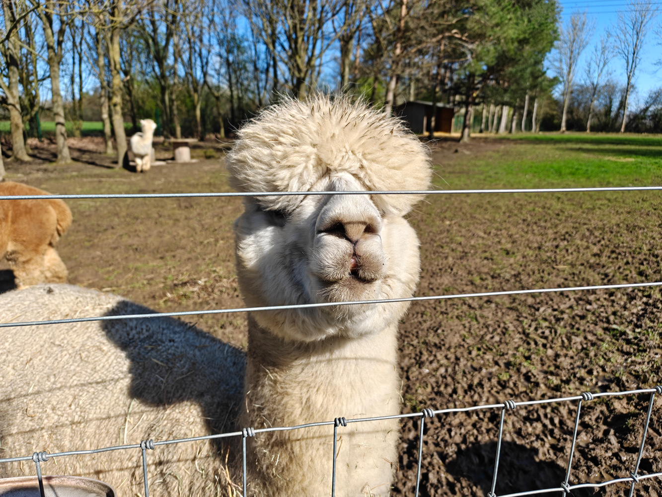 Oppo Find N6 camera samples alpaca hello