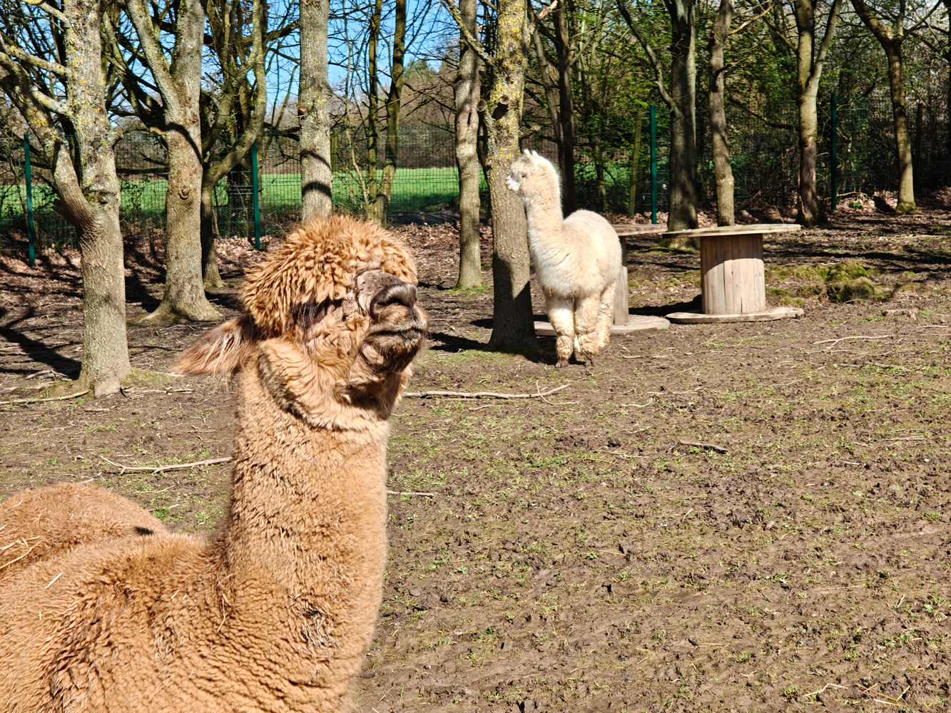 Oppo Find N6 camera samples alpaca