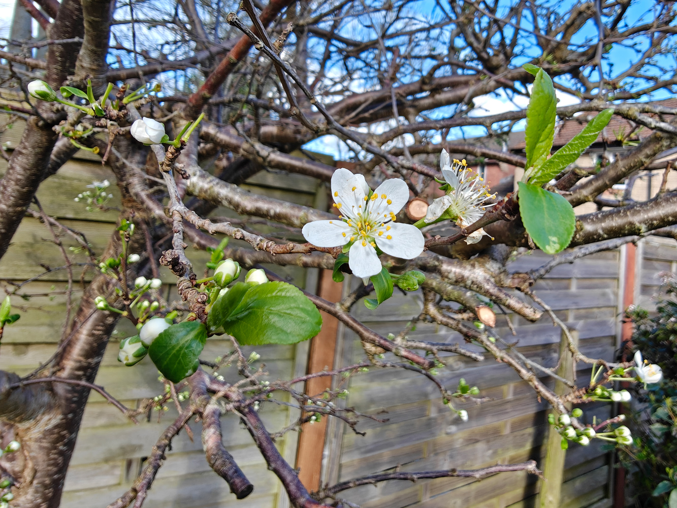 Oppo Find N6 camera samples blossom macro