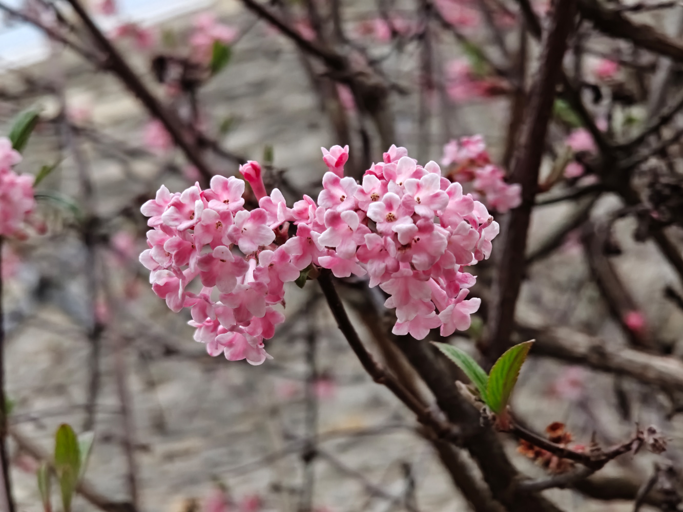 Oppo Find N6 camera samples blossom