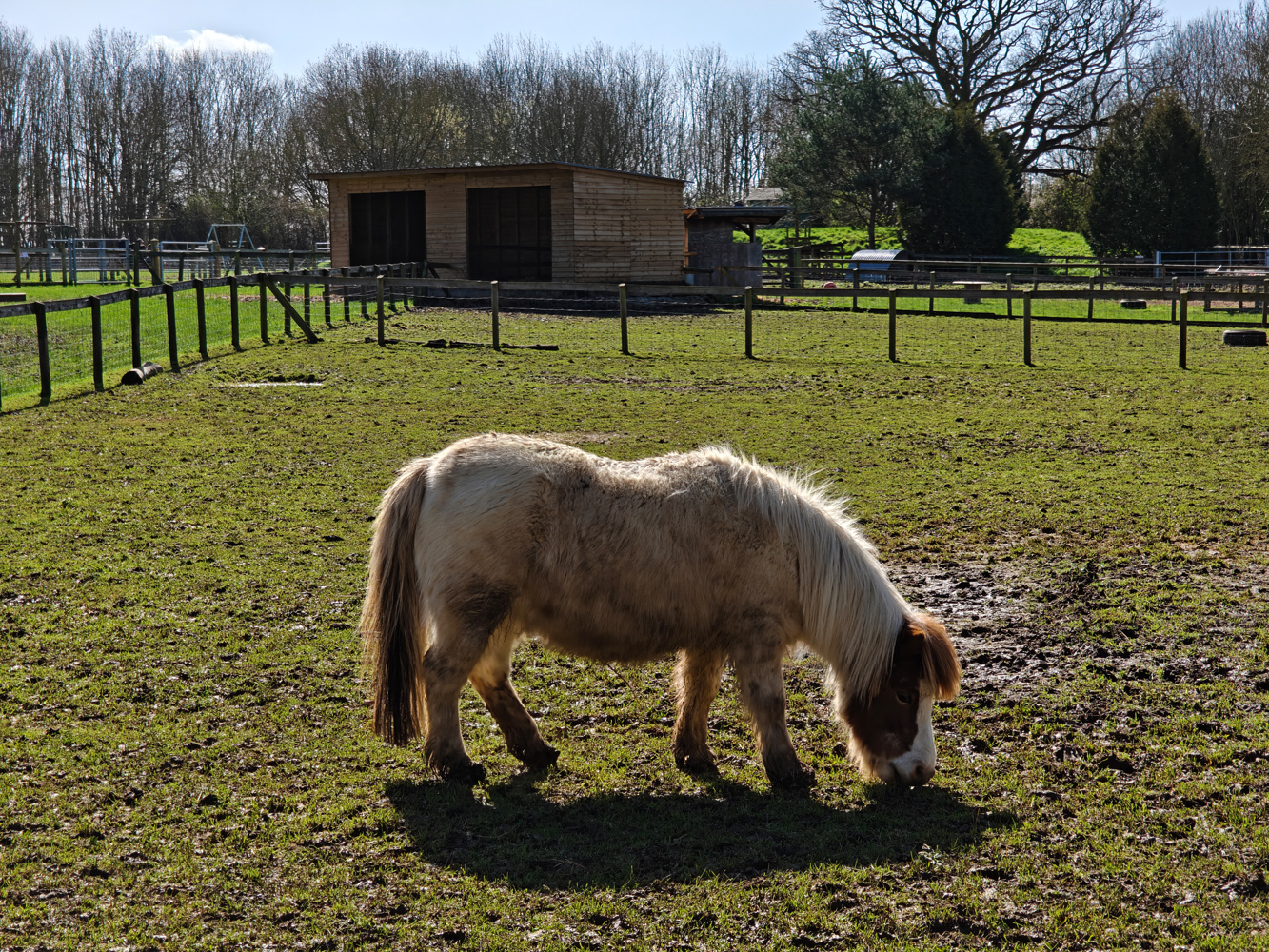 Oppo Find N6 camera samples horse zoom