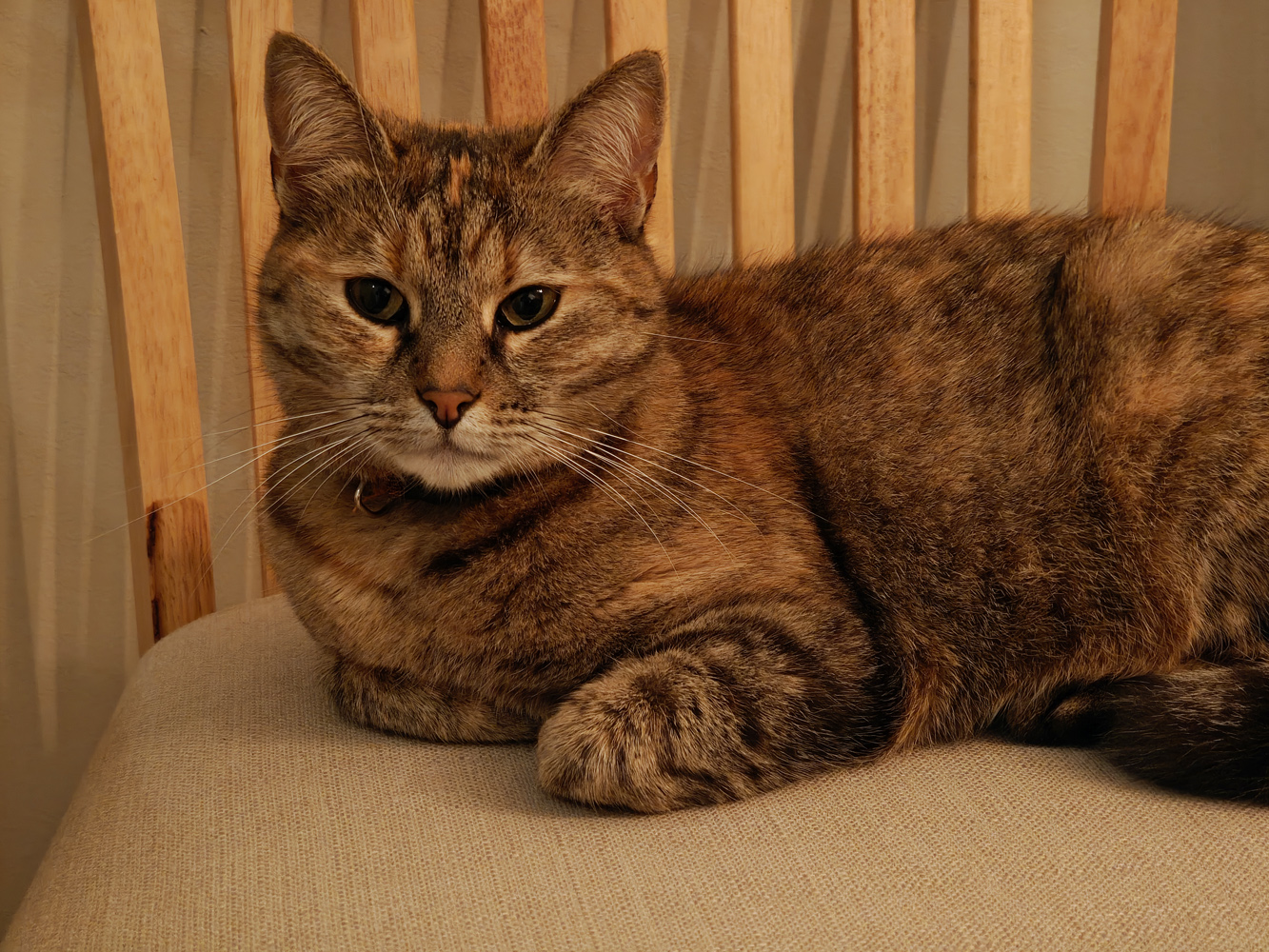 Oppo Find N6 camera samples low light cat