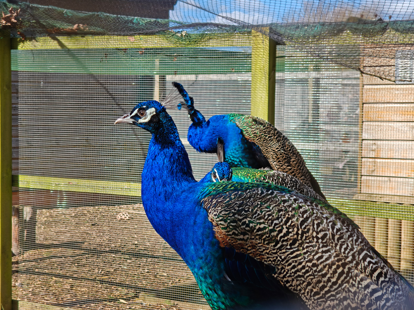 Oppo Find N6 camera samples peacock