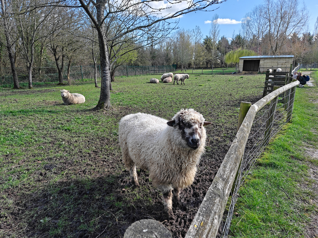 Oppo Find N6 camera samples sheep