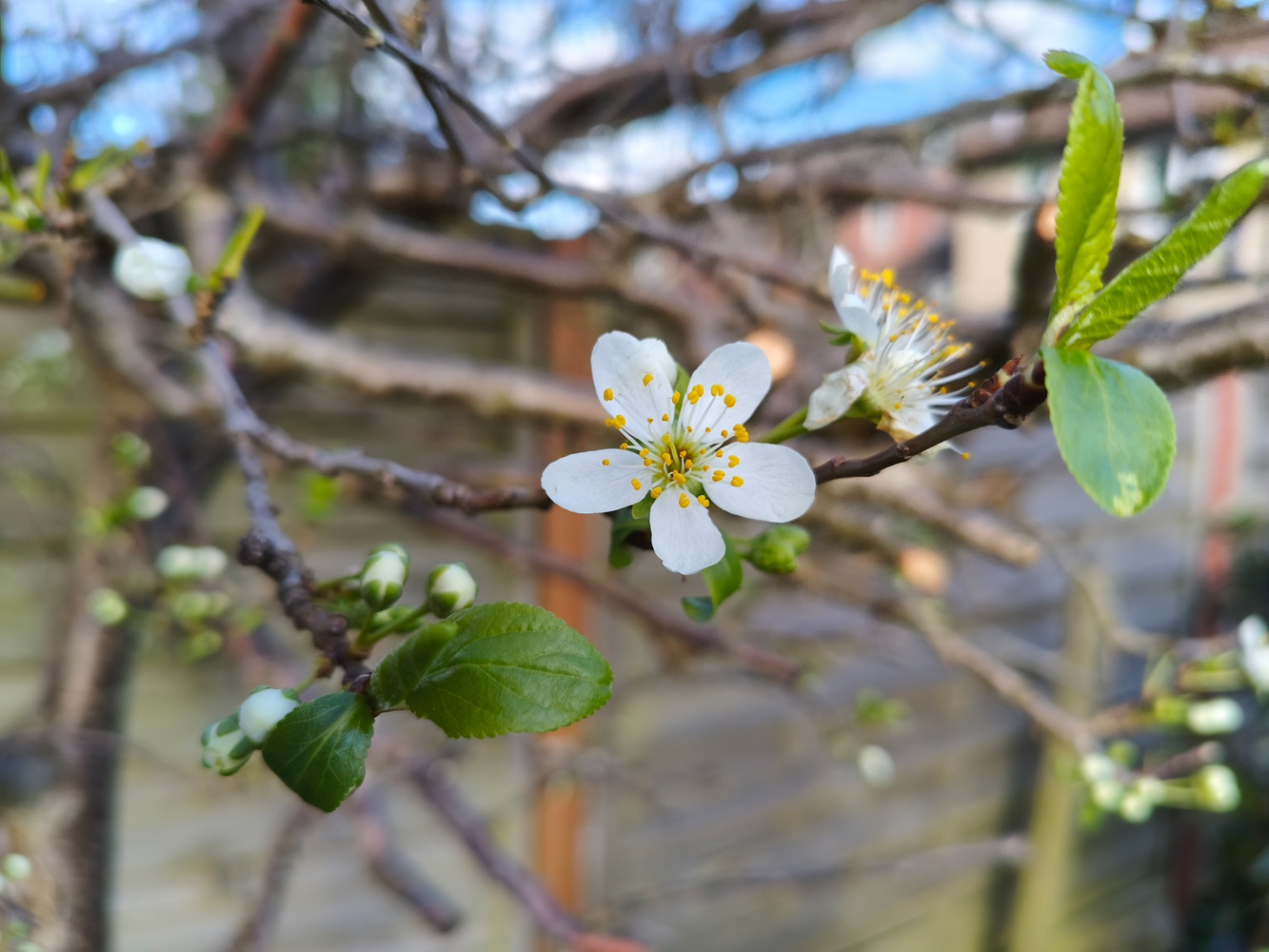 Poco X8 Pro Max camera samples blossom