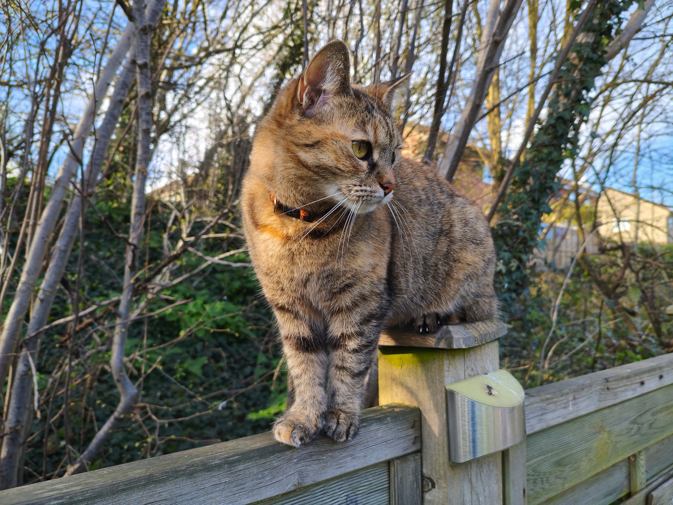 Poco X8 Pro Max camera samples cat