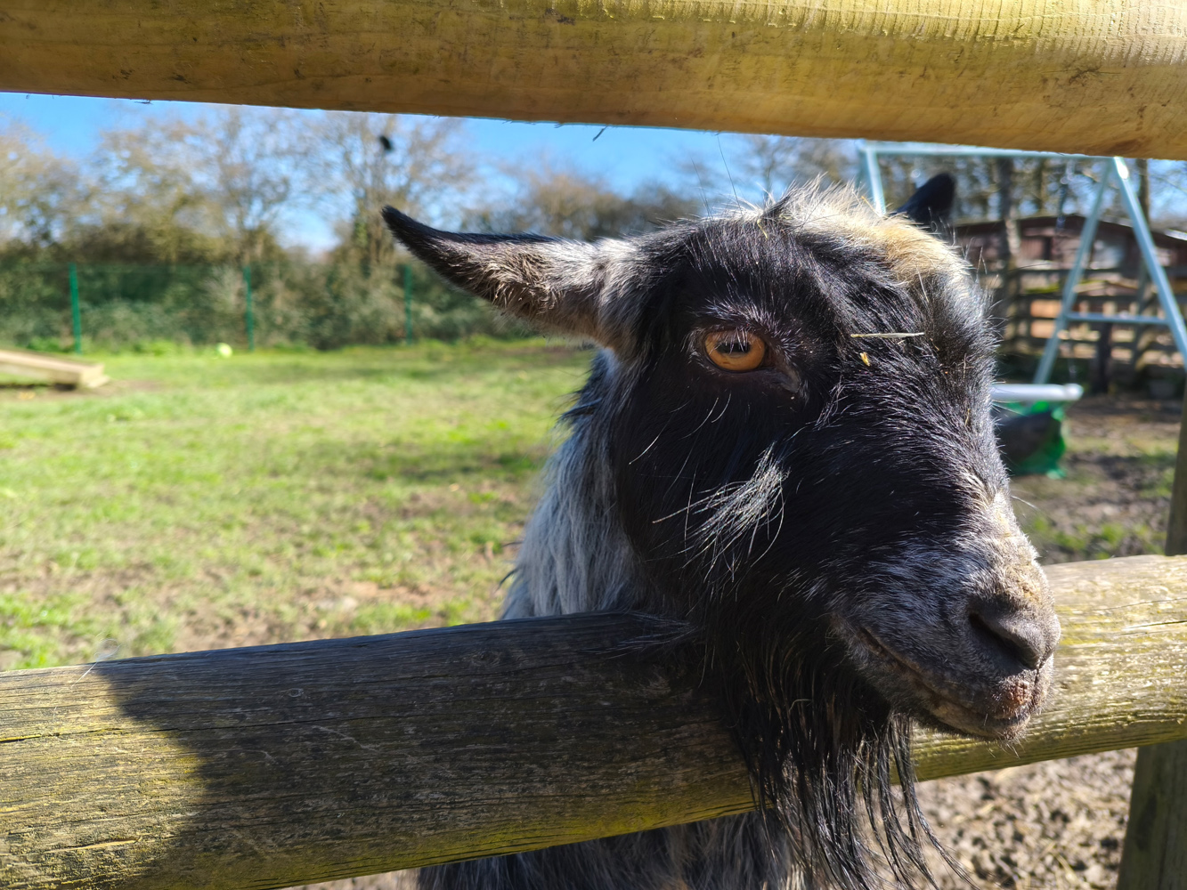 Poco X8 Pro Max camera samples goat