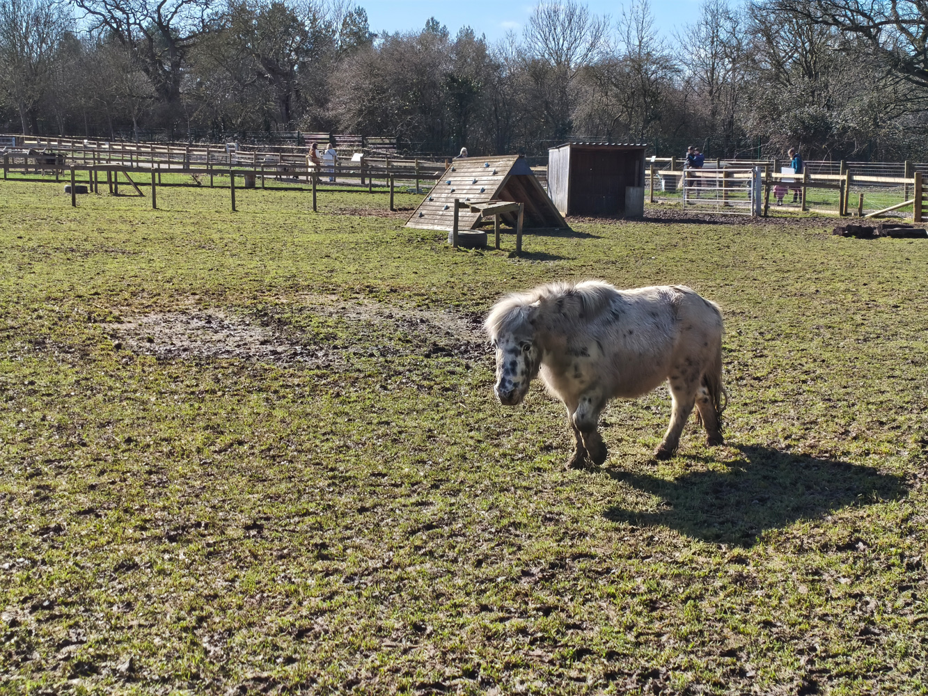 Poco X8 Pro Max camera samples horse pen