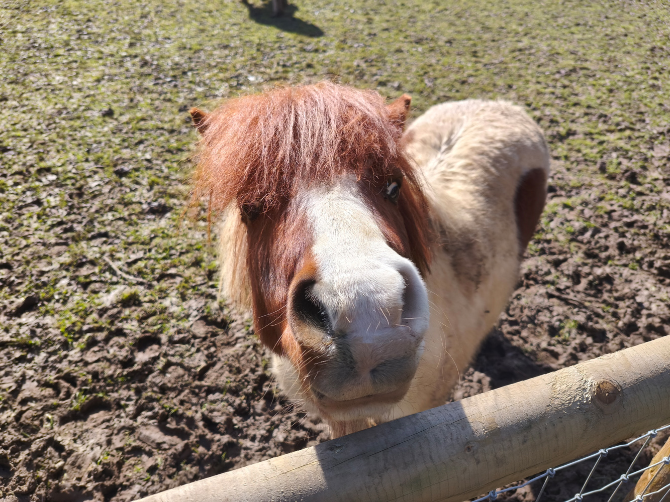 Poco X8 Pro Max camera samples horse