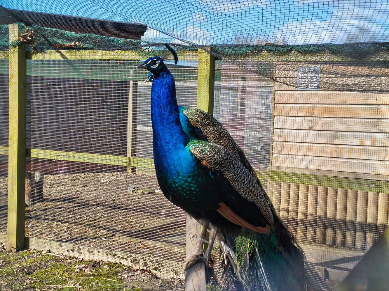 Poco X8 Pro Max camera samples peacock